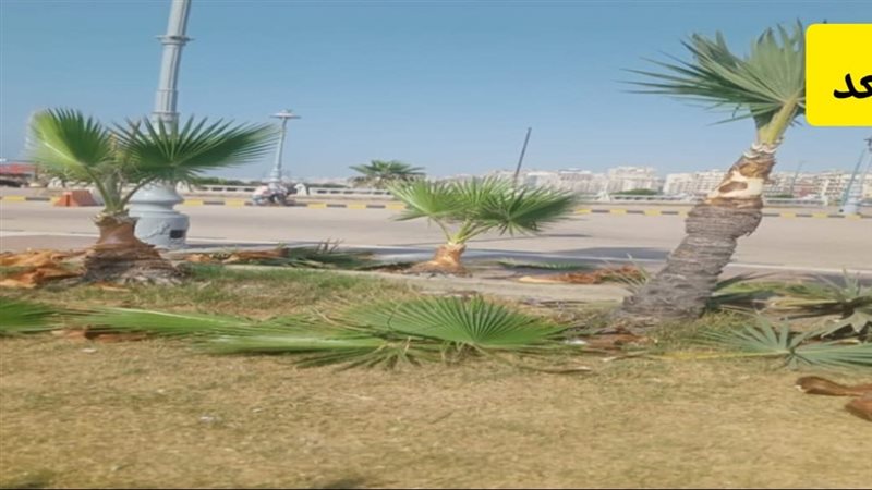 رفع كفاءة الحدائق