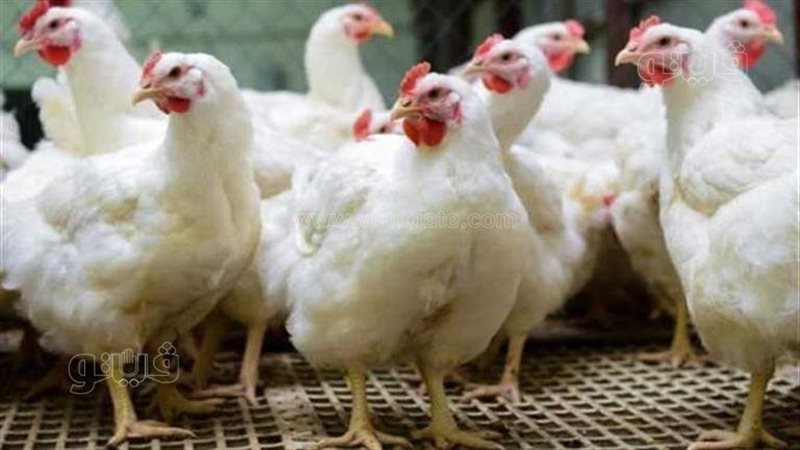 أسعار الدواجن والطيور