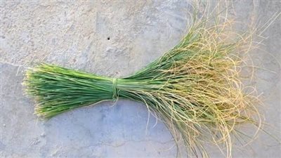 العشبة السحرية، الحلف بر لمرضى السكري والكلى وضغط الدم