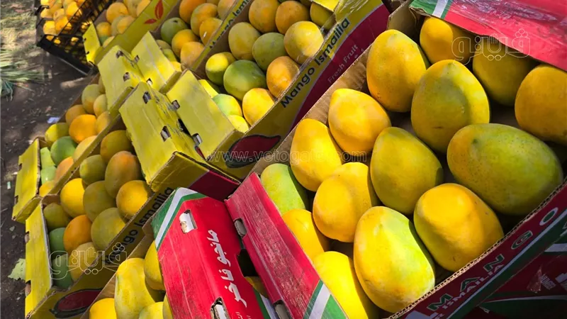 أسعار المانجو في