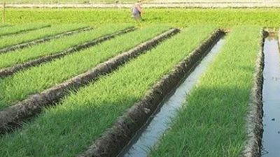  استقرار أسعار الأرز مساء اليوم الأحد 28-7-2024 بالسوق المحلي