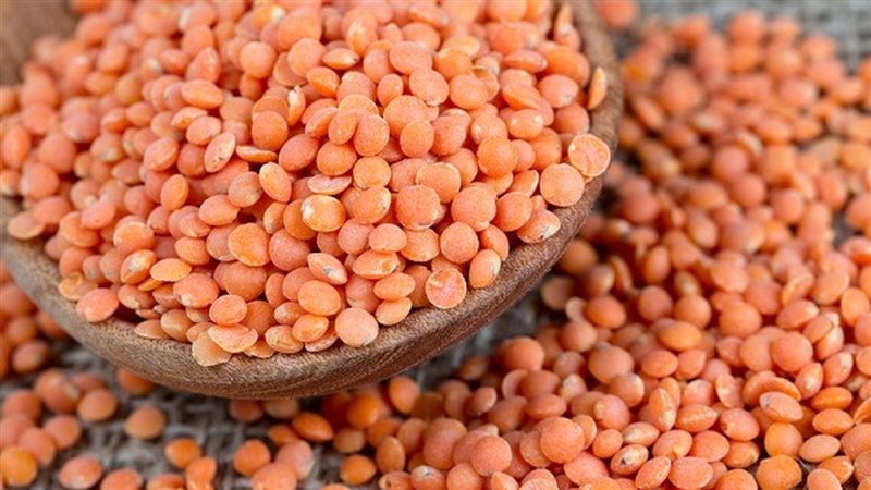 أسعار العدس اليوم،