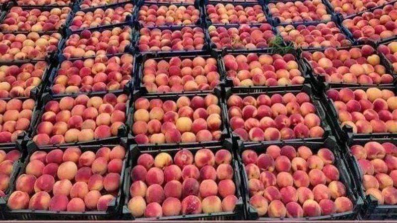  أسعار الفاكهة اليوم،