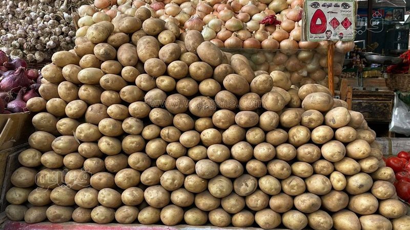 أسعار البطاطس ومشكلة