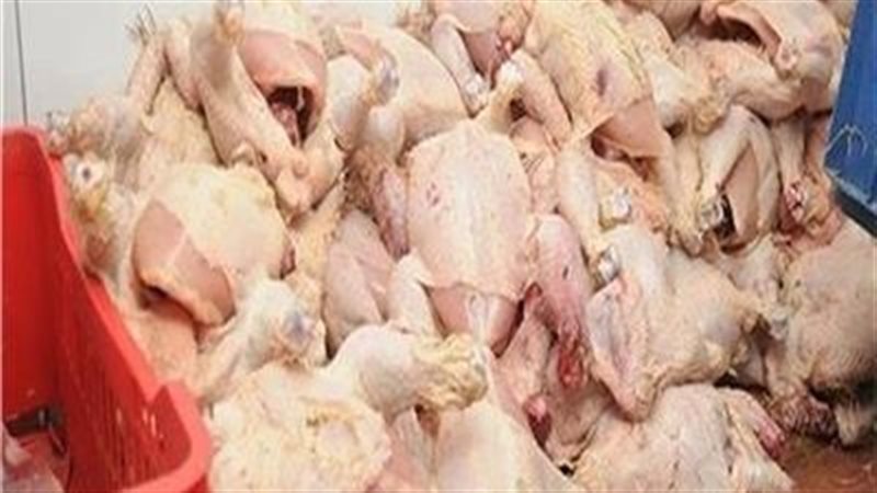 ضبط دواجن فاسدة في