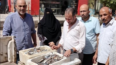 ضبط أسماك غير صالحة للاستهلاك الآدمى فى حملات مفاجئة بالمنوفية (صور)