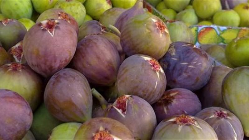التين، فيتو