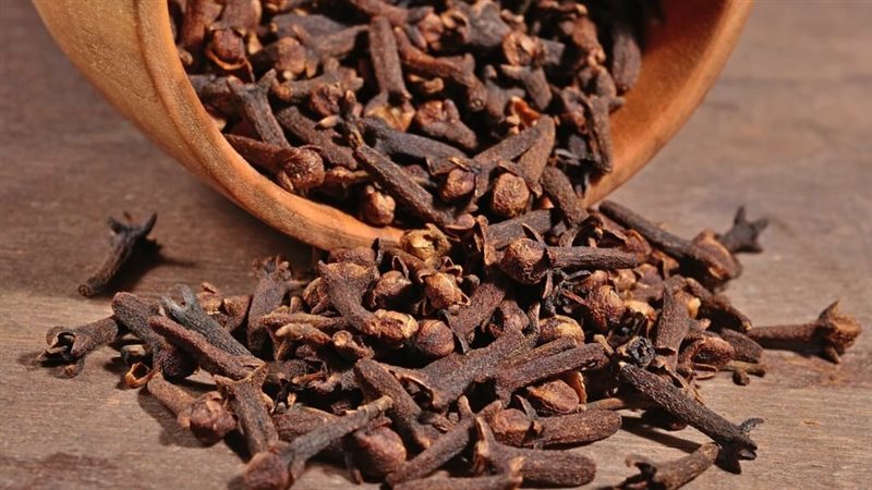 فوائد القرنفل، فيتو