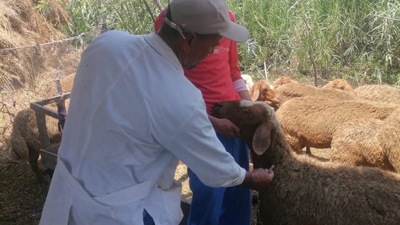 مديرية الطب البيطري