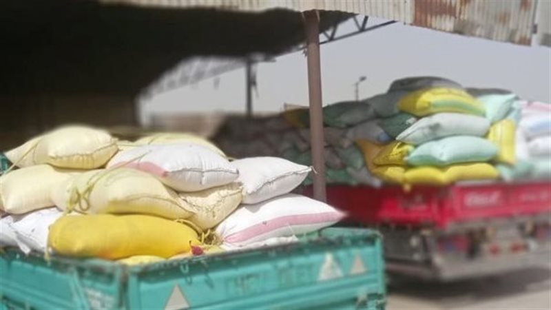 استمرار توريد القمح