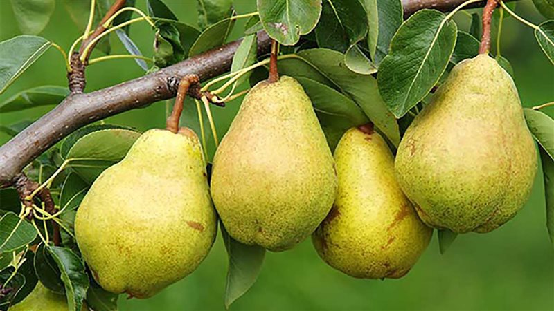 فوائد الكمثرى 