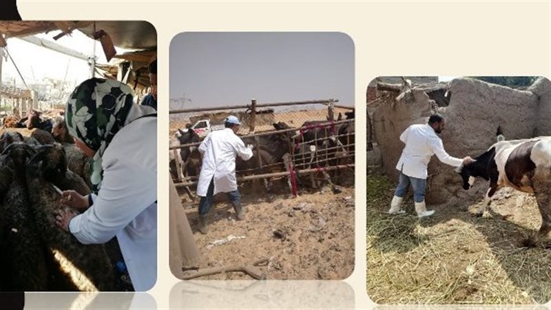 بيطرى الشرقية