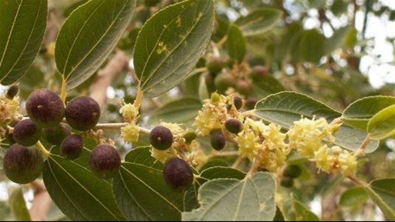ورق السدر، فيتو