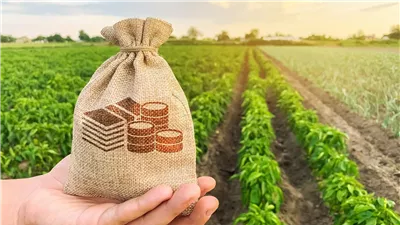 الوزراء: 99% من الأراضي الزراعية توفر الأمن الغذائي لحائزها (إنفوجراف) 