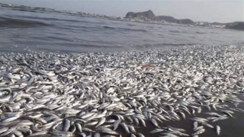 نفوق اسماك 