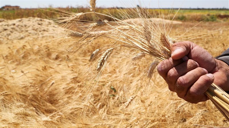 سعر اردب القمح المحلي