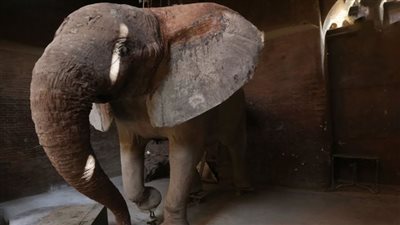رئيس حديقة الحيوان يكشف سبب تحنيط الفيل نعيمة | فيديو 