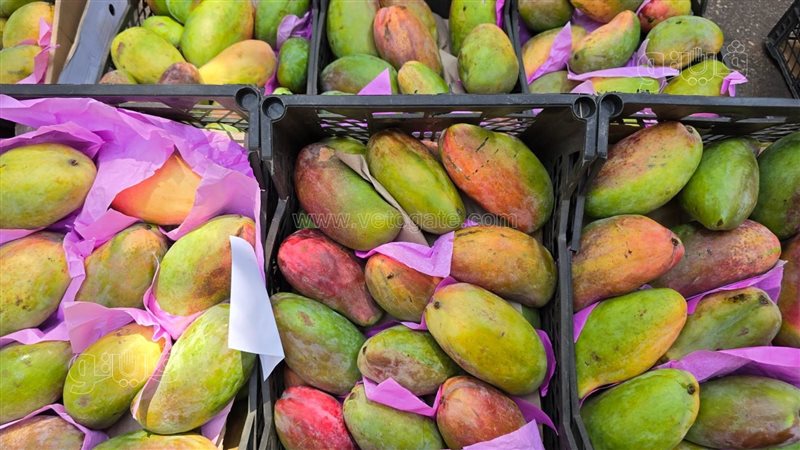 أسعار المانجو في