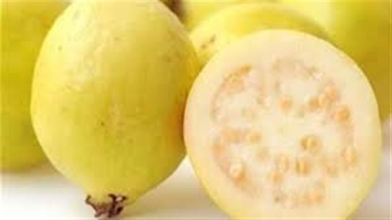  تفسير حلم شجرة الجوافة