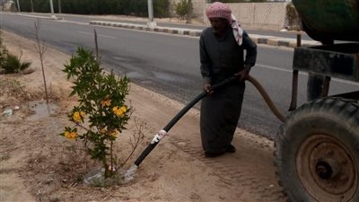 زراعة 400 ألف شجرة بمحافظة البحيرة