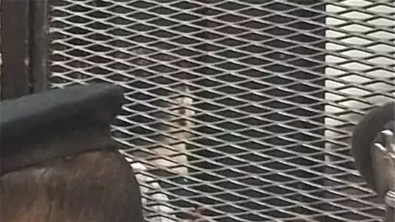 محاكمة احمد فتوح،