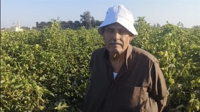 زراعة القطن بالدقهلية،