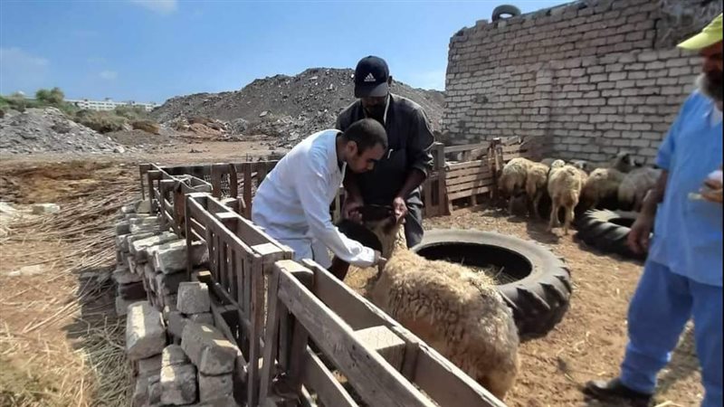 وحصين المواشي بالدقهلية،