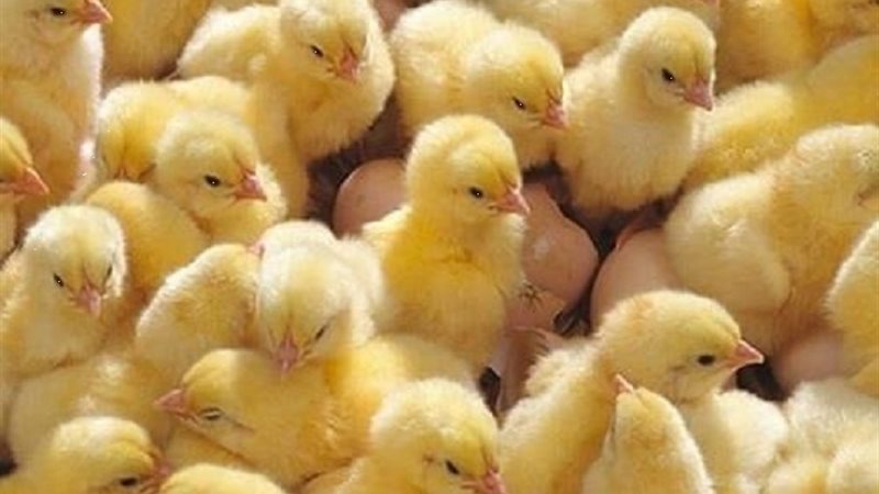 سعر الكتكوت الأبيض