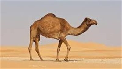 تفسير حلم الجمل في المنام وعلاقته بتحمل الكثير من الصعوبات 