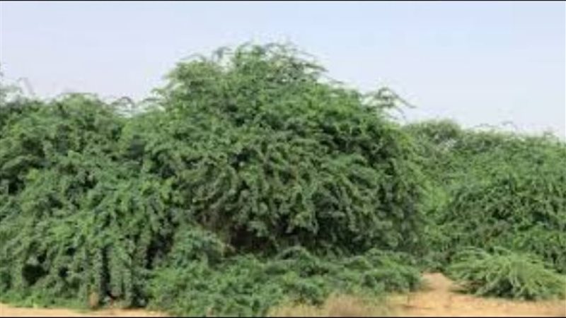 اشجار الشيطان السامة