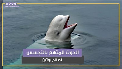 متهم بالتجسس لصالح بوتين.. قصة الحوت 