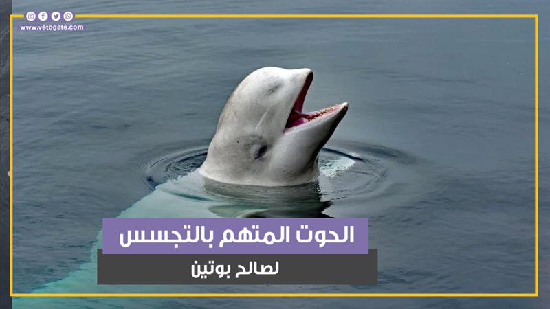 الحوت «هفالديمير»،