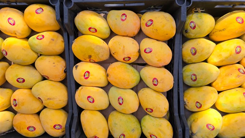 أسعار المانجو اليوم