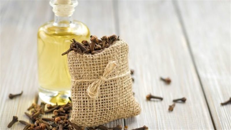 القرنفل وفوائده،