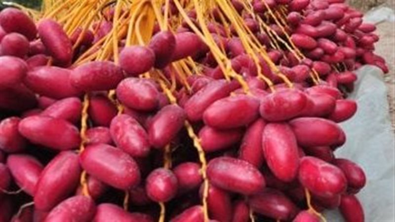 فوائد البلح الأحمر