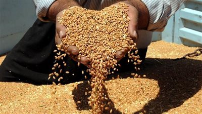القمح والزيوت يتصدران الواردات الغذائية إلى مصر خلال أسبوع وروسيا أكبر الموردين