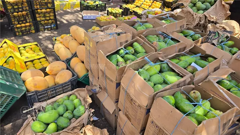 أسعار المانجو اليوم