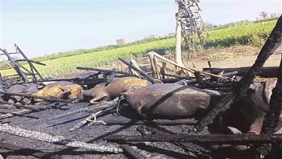 نفوق 12 رأس ماشية في حريق حظيرة مواشٍ بالقليوبية