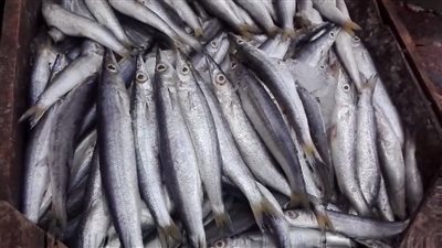 أشهرها المغازل، تعرف على أنواع وأسعار الأسماك اليوم بمحافظة البحيرة (فيديو)