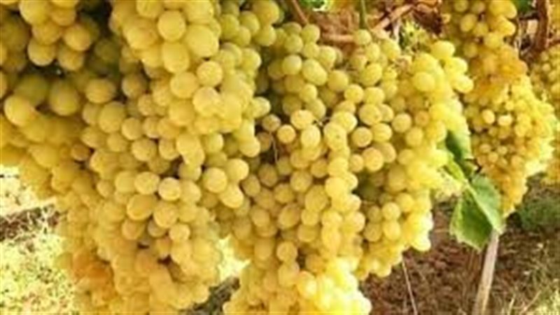 تفسير حلم العنب الأصفر
