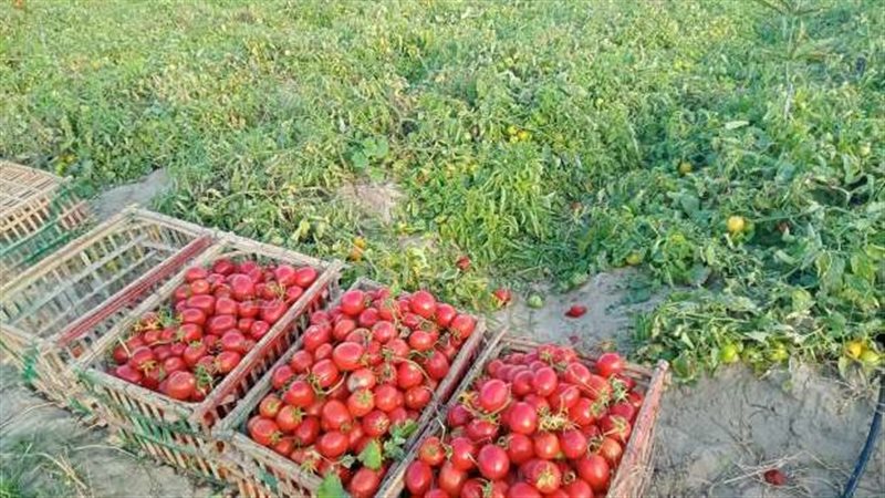 ارتفاع أسعار الطماطم