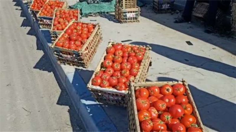 ارتفاع أسعار الطماطم
