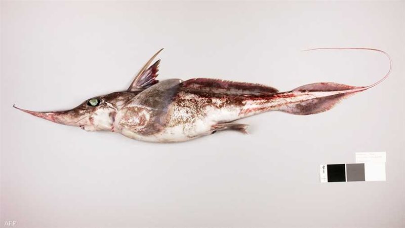 نوع جديد من أسماك