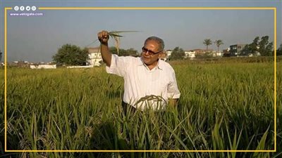 أرز عرابي.. ثورة جديدة في زراعة الأرز بمصر.. ويمكن أن يصل سعر الكيلو إلى جنيهات.. فما القصة!! (فيديو جراف)