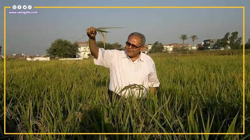 أرز عرابي.. ثورة جديدة في زراعة الأرز بمصر.. ويمكن أن يصل سعر الكيلو إلى جنيهات.. فما القصة!! (فيديو جراف) - التقرير