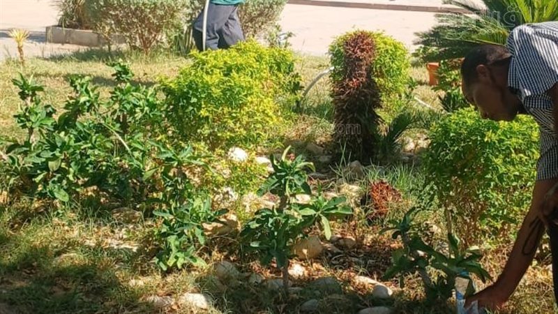 تشجير الطرق المؤدية