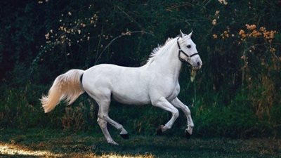 تفسير حلم الحصان الأبيض في المنام وعلاقته بتخطي الصعاب وتجاوز المشكلات