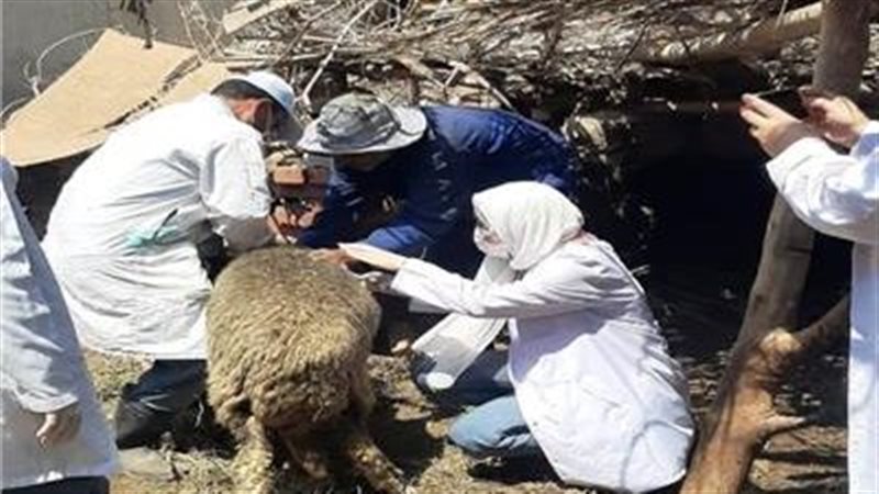 تحصين المجترات، فيتو