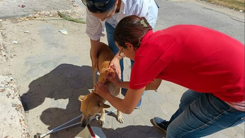 حملات لتحصين الكلاب