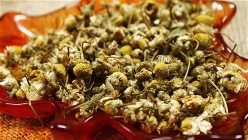 البابونج، فيتو 